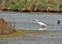 DSC_9584.jpg