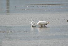 DSC_9611.jpg