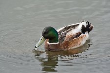 DSC_9595.jpg
