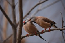 Love Birds.jpg