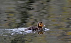 DSC_0174.jpg