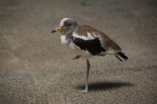 Karate Bird.jpg