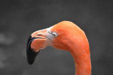 Selective Flamingo.jpg