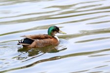 DSC_0056.jpg