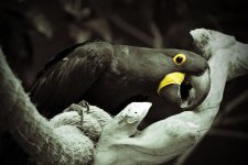 Selective Parrot 2.jpg