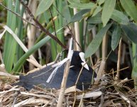 DSC_0346.jpg