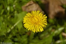 _DSC9301.jpg