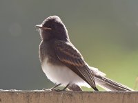 Towhee.jpg