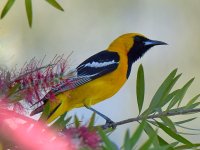 Oriole.jpg