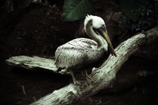 Selective Bird Lomo.jpg