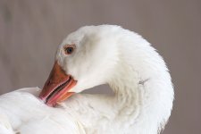_DSC6393.jpg