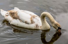 DSC_2241.jpg