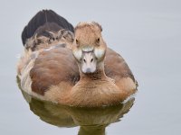 Gosling.jpg