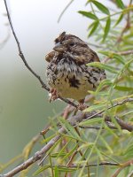 Sparrow.jpg