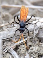 Wasp.jpg