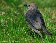 Cowbird_F.jpg