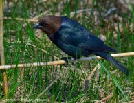 Cowbird_M.jpg