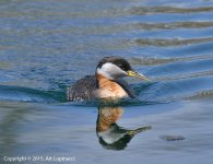 Grebe1.jpg