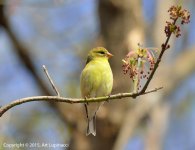 Warbler.jpg