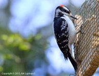 WoodPecker1.jpg