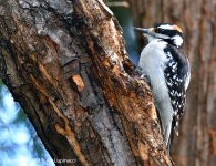 WoodPecker2.jpg