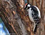 WoodPecker3.jpg