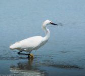 egret.jpg