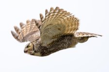 OwlFlight-20.jpg