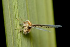 DSC_9770.jpg