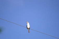 DSC_1619.jpg