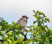 DSC_9696.jpg