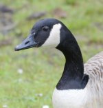 DSC_02w73.jpg