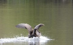 DSC_0243.jpg