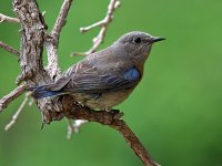 Bluebird.jpg