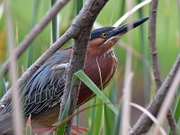 Heron.jpg
