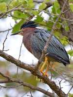 Heron2.jpg