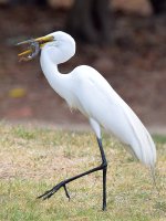 Egret.jpg