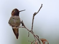 Hummer3.jpg