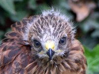 BabyHawk6.jpg