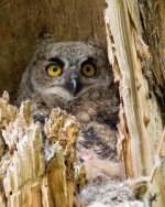 OwlFledge-7.jpg OwlFledge-7.jpg