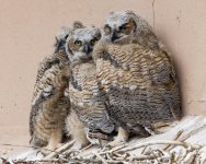 OwlFledge-11.jpg OwlFledge-11.jpg
