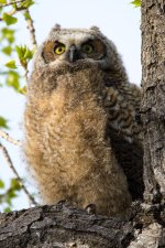 OwlFledge-2.jpg OwlFledge-2.jpg