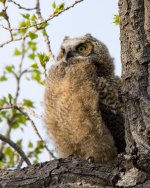 OwlFledge-3.jpg