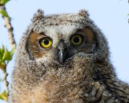 OwlFledge-4.jpg