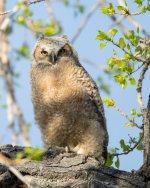 OwlFledge-5.jpg