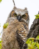OwlFledge-9.jpg