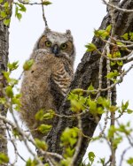 OwlFledge-10.jpg OwlFledge-10.jpg