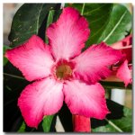 flower-test-ype-1.jpg