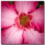 flower-test-ype-2.jpg