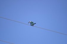 DSC_1625.jpg
